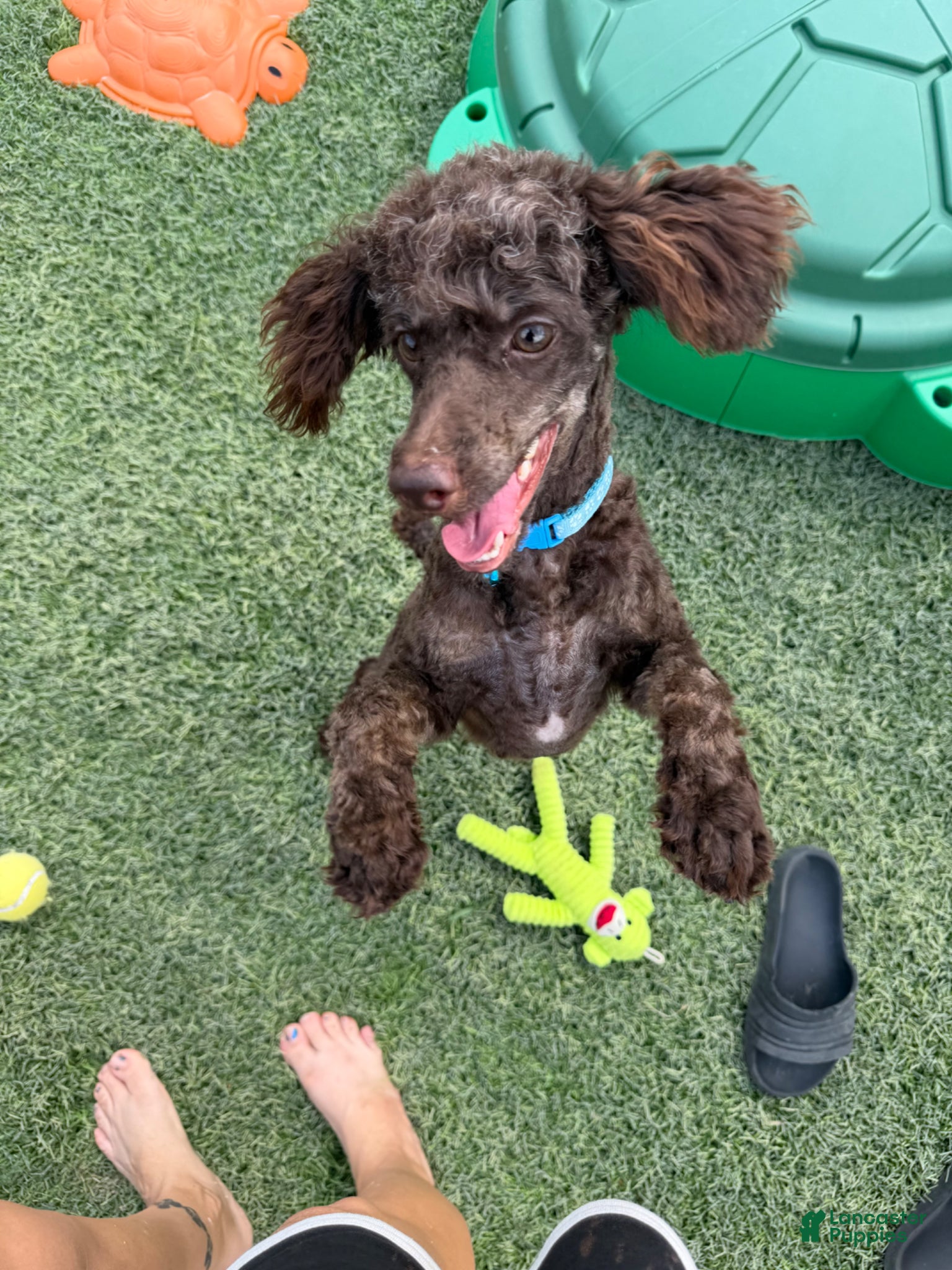 Miniature Poodle dogs for sale: Akc Clear Chocolate Phantom Animal Genetics tested - Ad 4