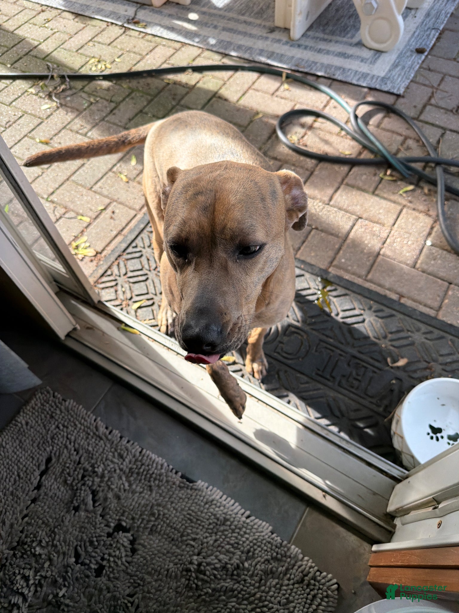 Mixed Breed dogs Mixed Breed Puppy 1 - Ad 1