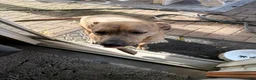 Mixed Breed dogs for sale: Mixed Breed Puppy 1 - Ad 1