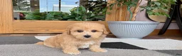 Maltipoo dogs for sale: Jordan - Ad 7