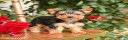 Yorkshire Terrier dogs for sale: Willow - Ad 3
