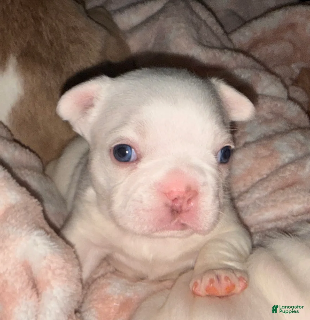 French Bulldog dogs for sale: French Bulldog Puppy 1 - Ad 2