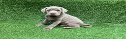 Labrador Retriever dogs for sale: Conner - Ad 7