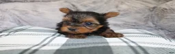 Yorkshire Terrier dogs for sale: Maddie - Ad 10