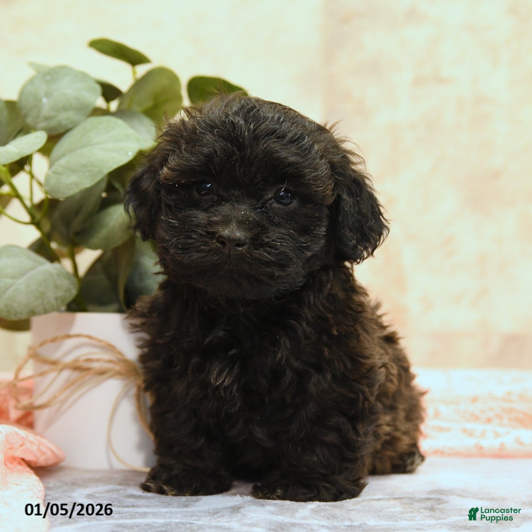 Teddy Bear dogs for sale: Mako - Ad 1