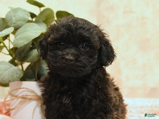 Teddy Bear dogs Mako - Ad 20