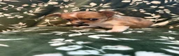 Chihuahua dogs for sale: Chihuahua 4 - Ad 3
