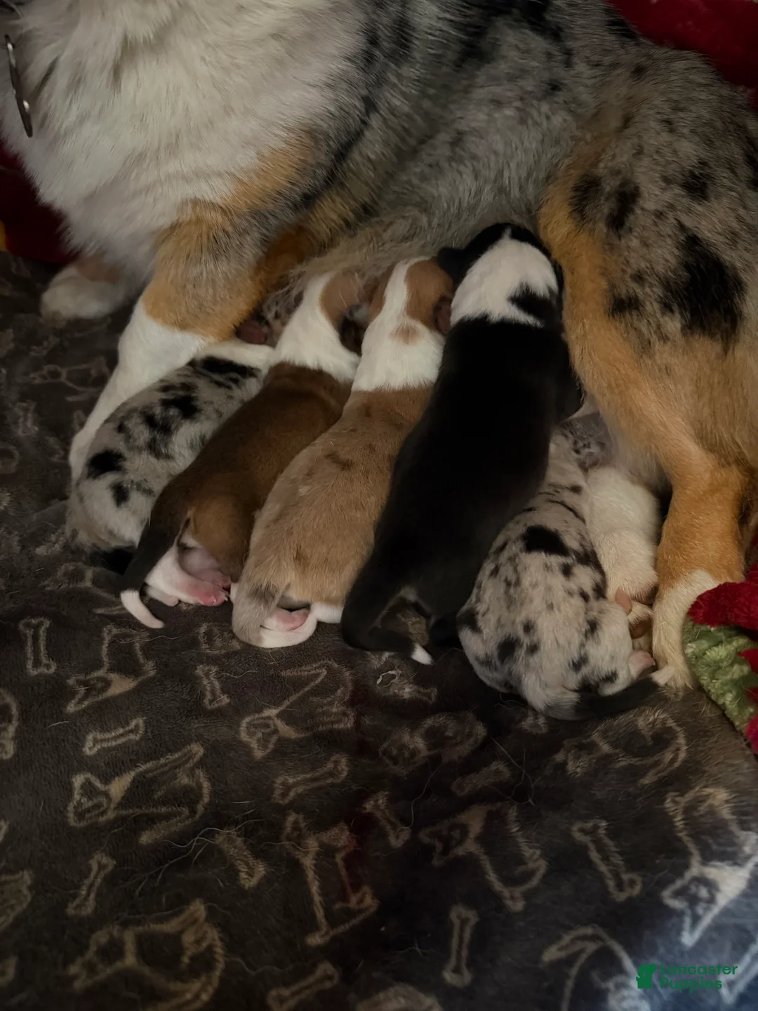 Mixed Breed dogs for sale: Doc - Ad 2