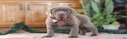 Labrador Retriever dogs for sale: Holly - Ad 6