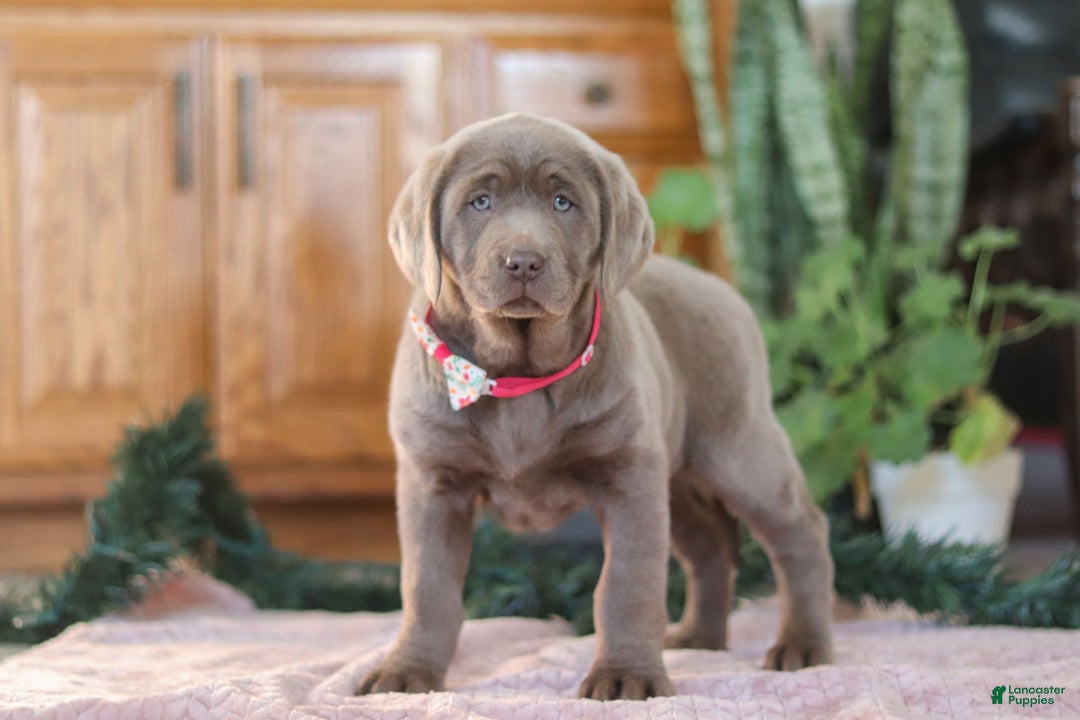 Labrador Retriever dogs for sale: Holly - Ad 6