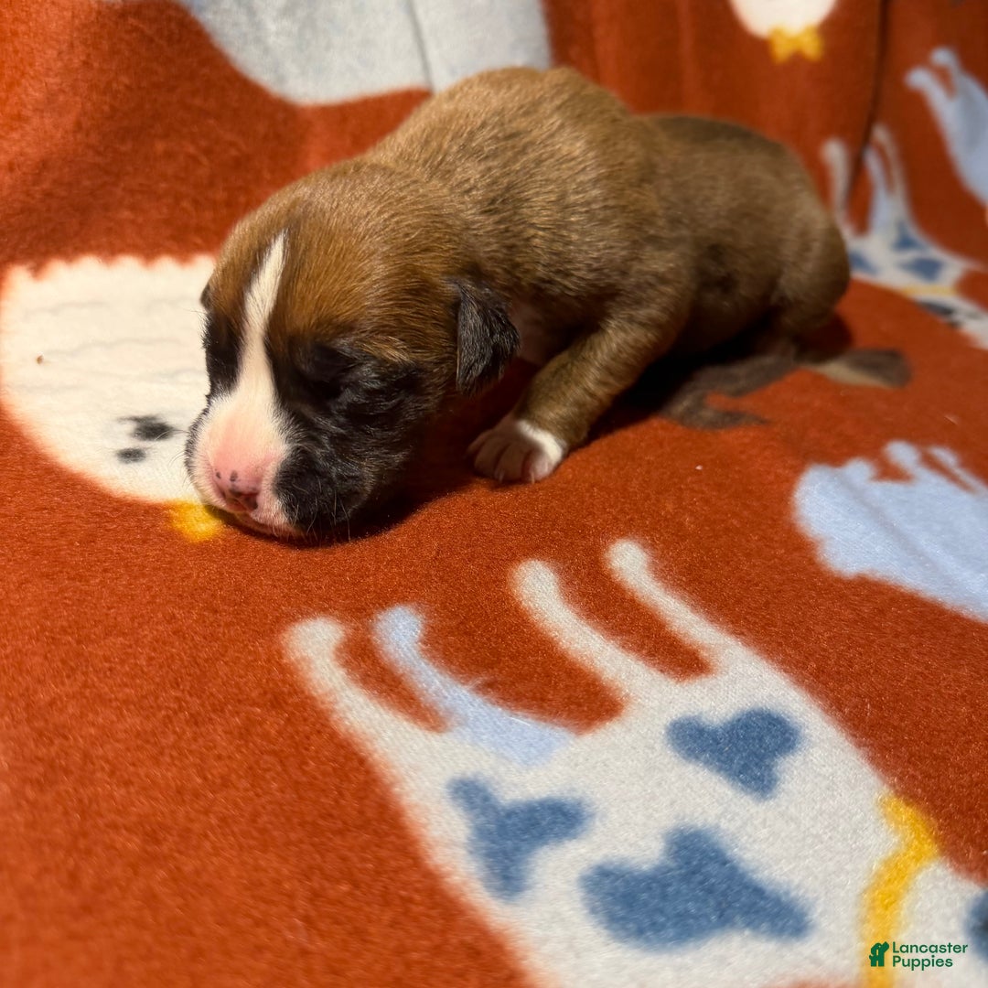 Boxer dogs for sale: Teddy - Ad 3