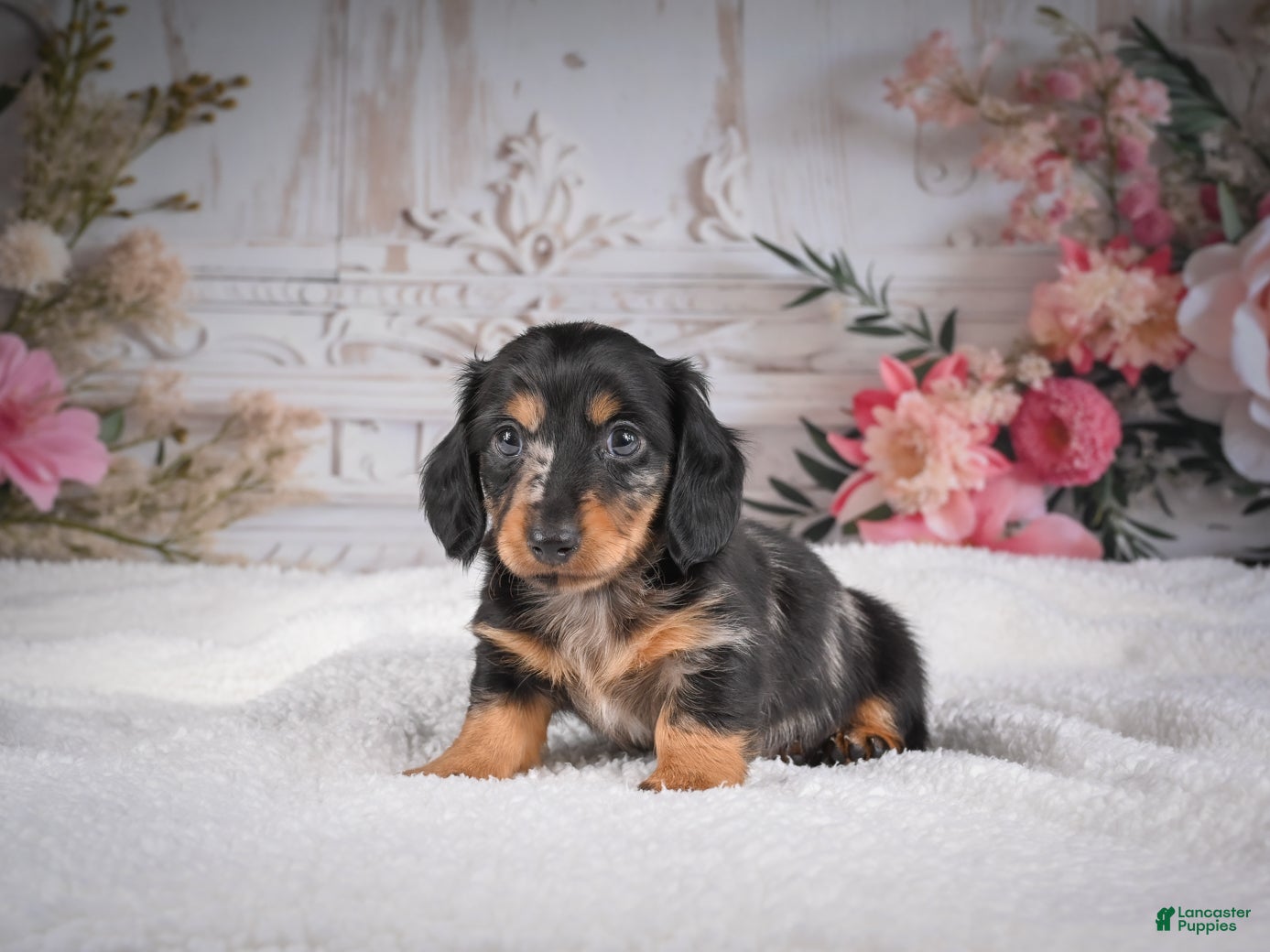 Miniature Dachshund dogs AKC-Mason - Ad 2