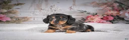 Miniature Dachshund dogs for sale: AKC-Mason - Ad 2