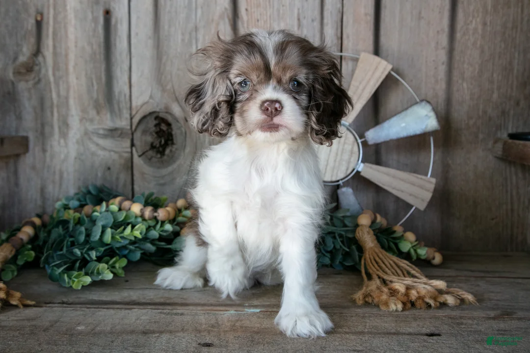 Cocker Spaniel dogs for sale: Pansy - Ad 1