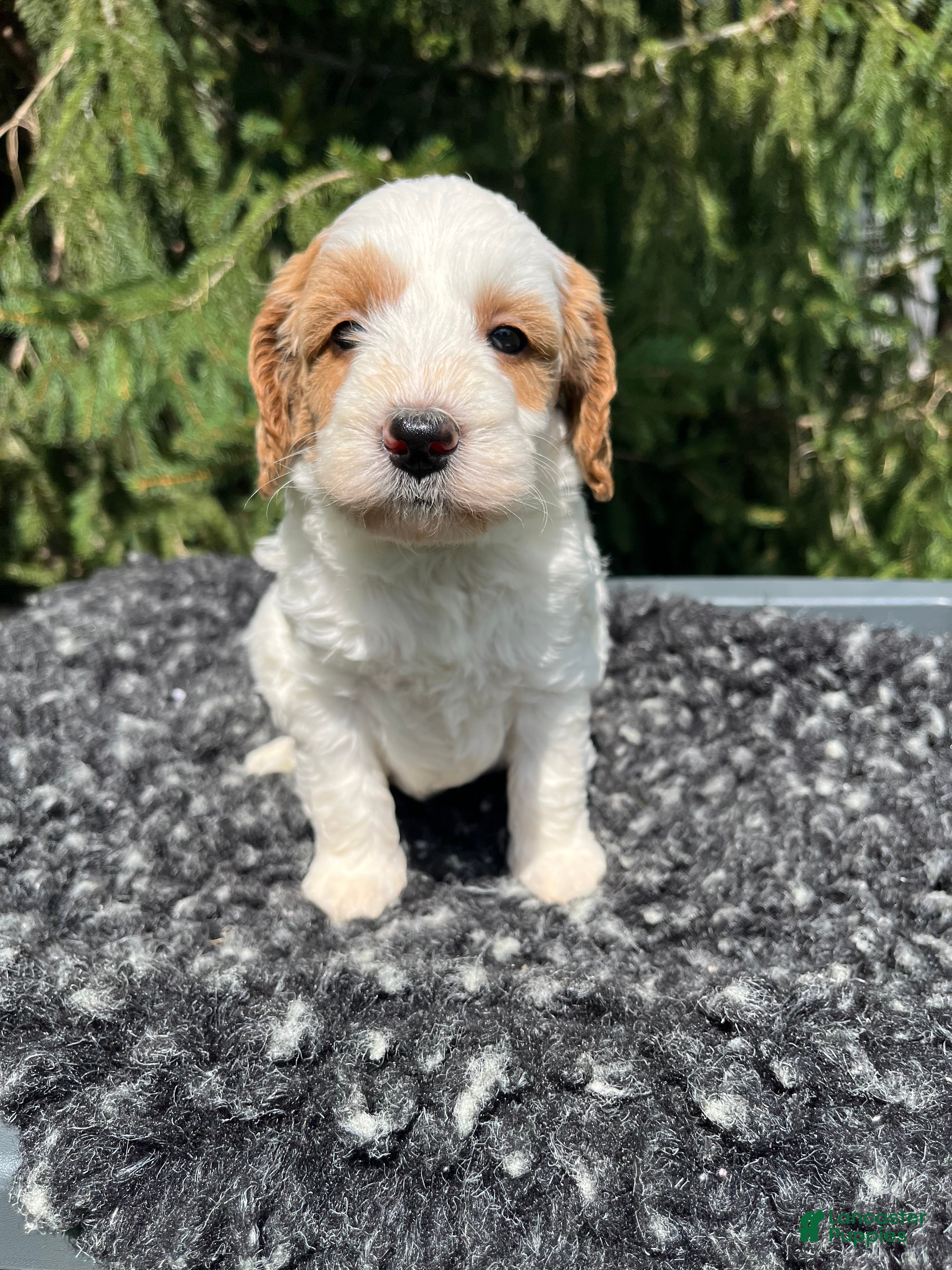 Mini Goldendoodle dogs Koda - Ad 2