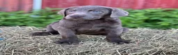Labrador Retriever dogs for sale: Talia - Ad 2