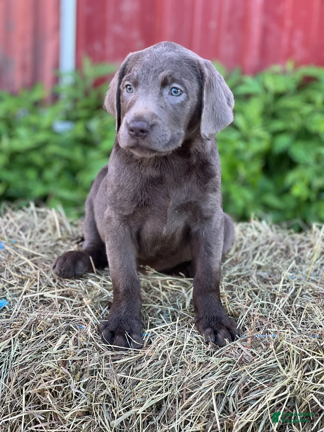Labrador Retriever dogs for sale: Talia - Ad 2