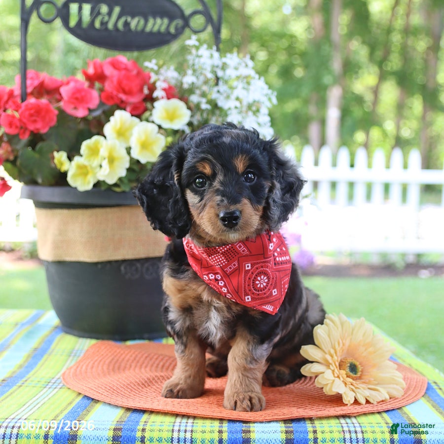 Doxiepoo dogs Isa  - Ad 2