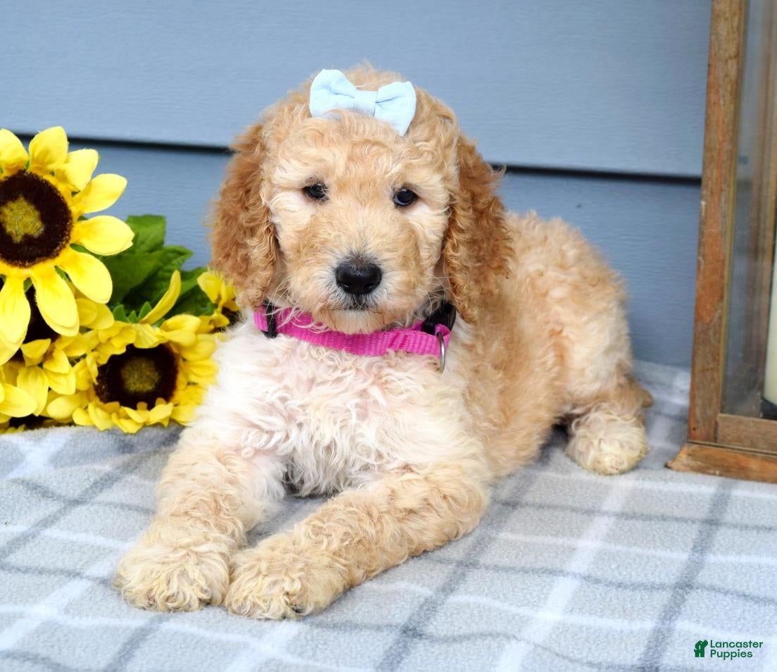Standard Poodle dogs Maddie - Ad 1