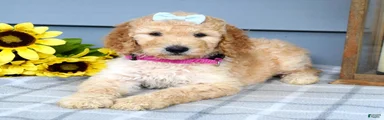 Maddie