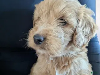 Golden Retriever dogs for sale: Golden Doodles - Ad 3
