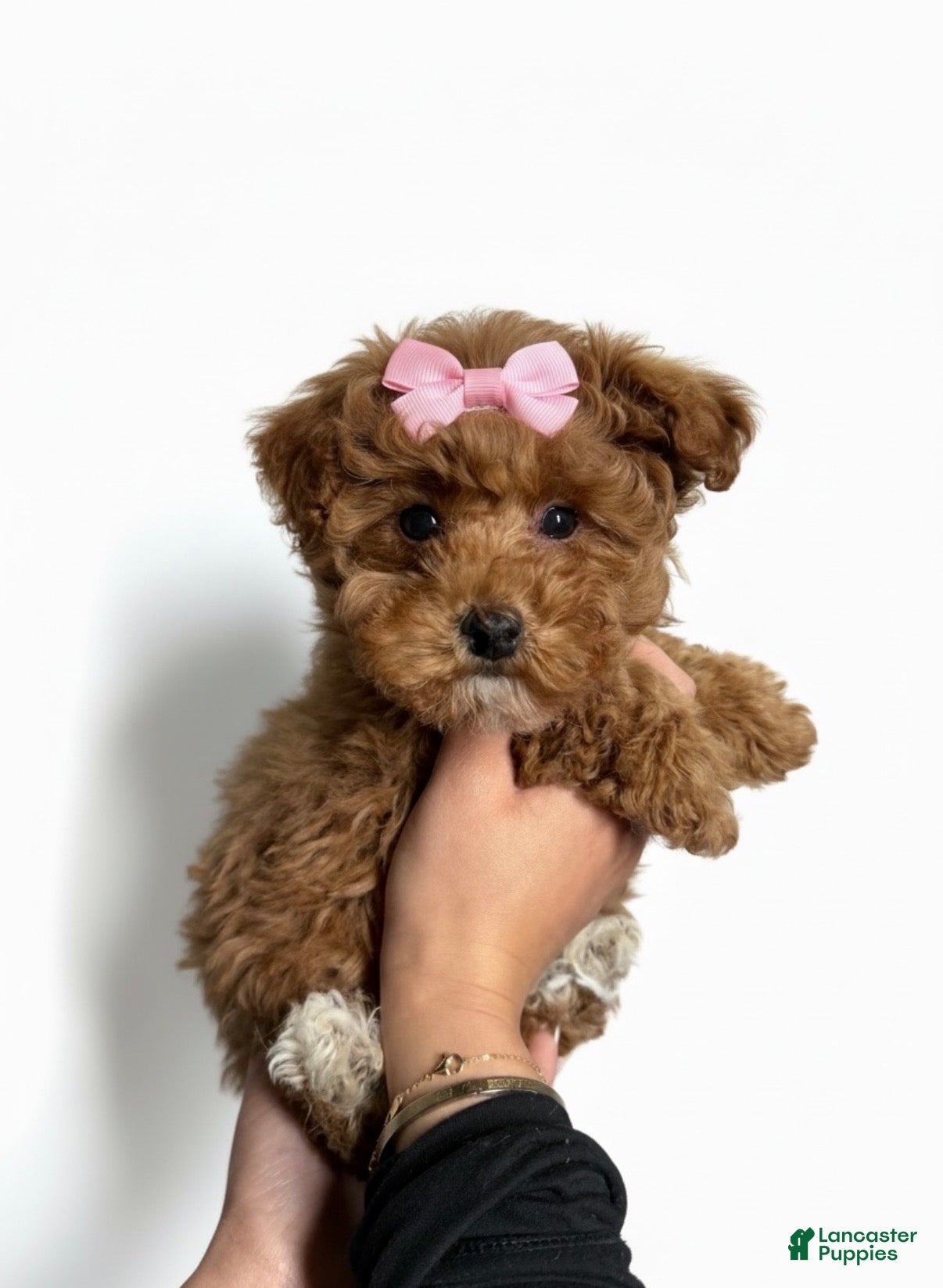 Toy Poodle dogs Tiny Lulu - Ad 2