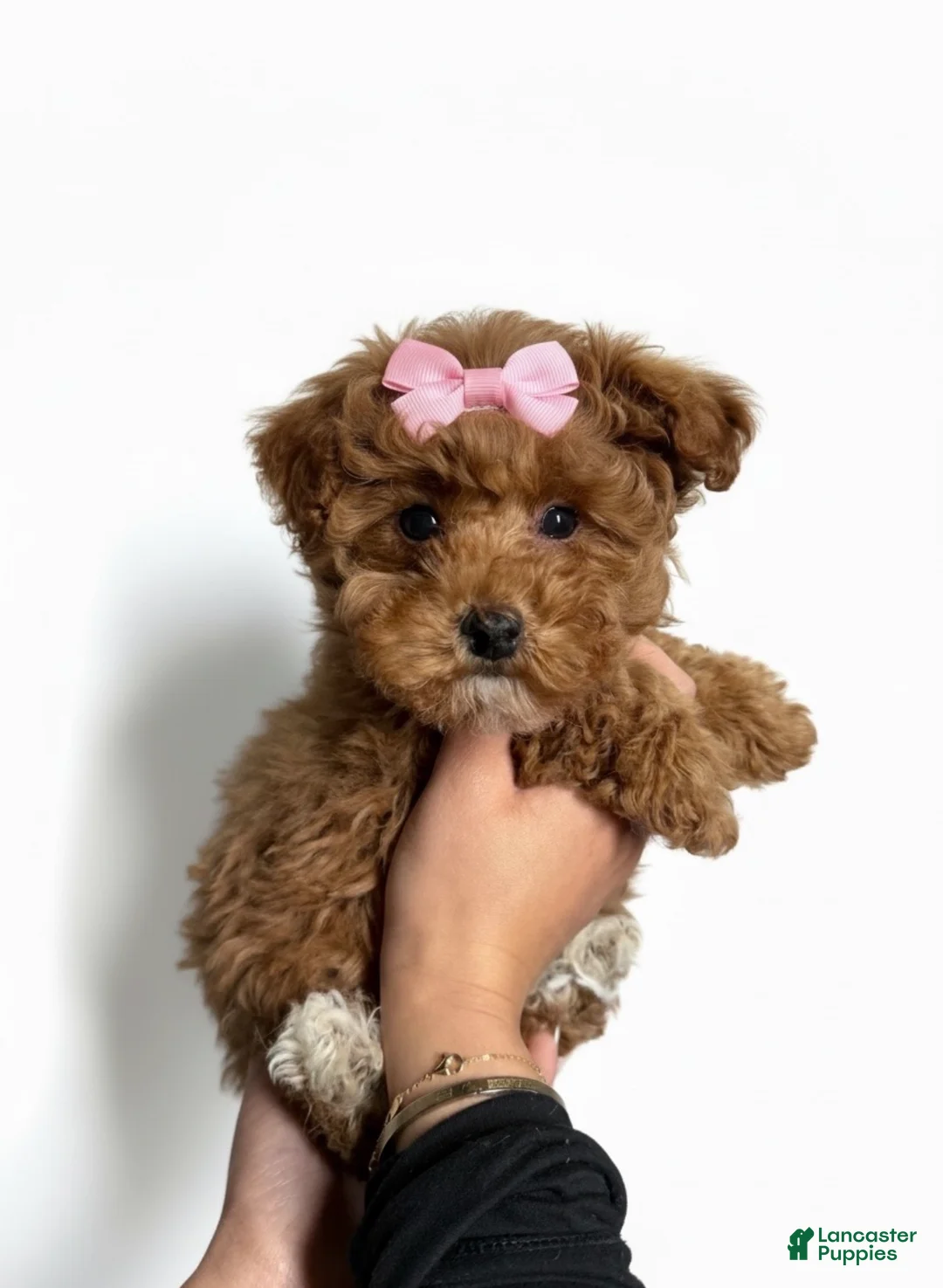 Toy Poodle dogs for sale: Tiny Lulu - Ad 2