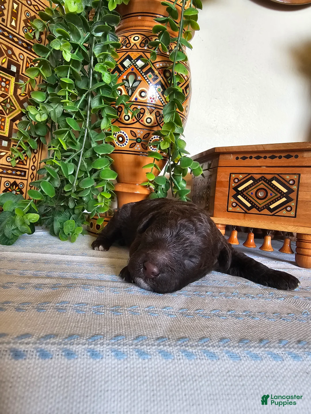 Mini Goldendoodle dogs for sale: Clove  - Ad 5