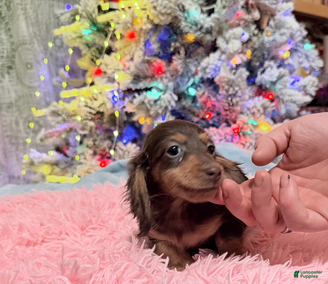 Miniature Dachshund dogs for sale: AKC Russian pra clear - Ad 78