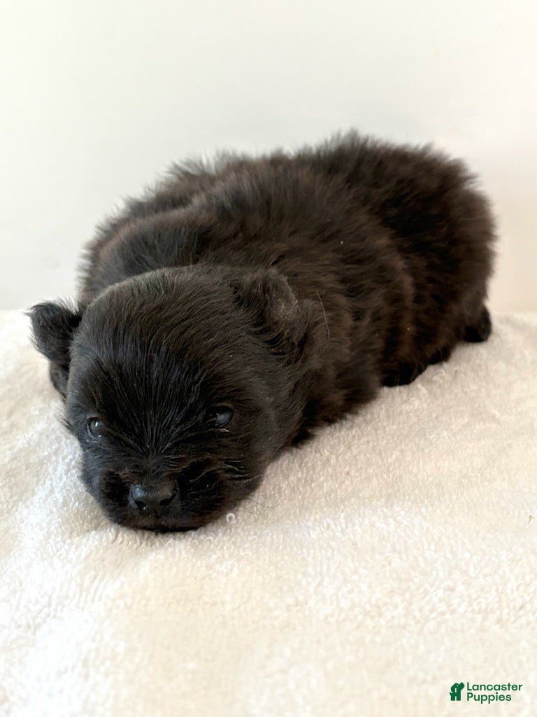 Pomeranian dogs Tina - Ad 2