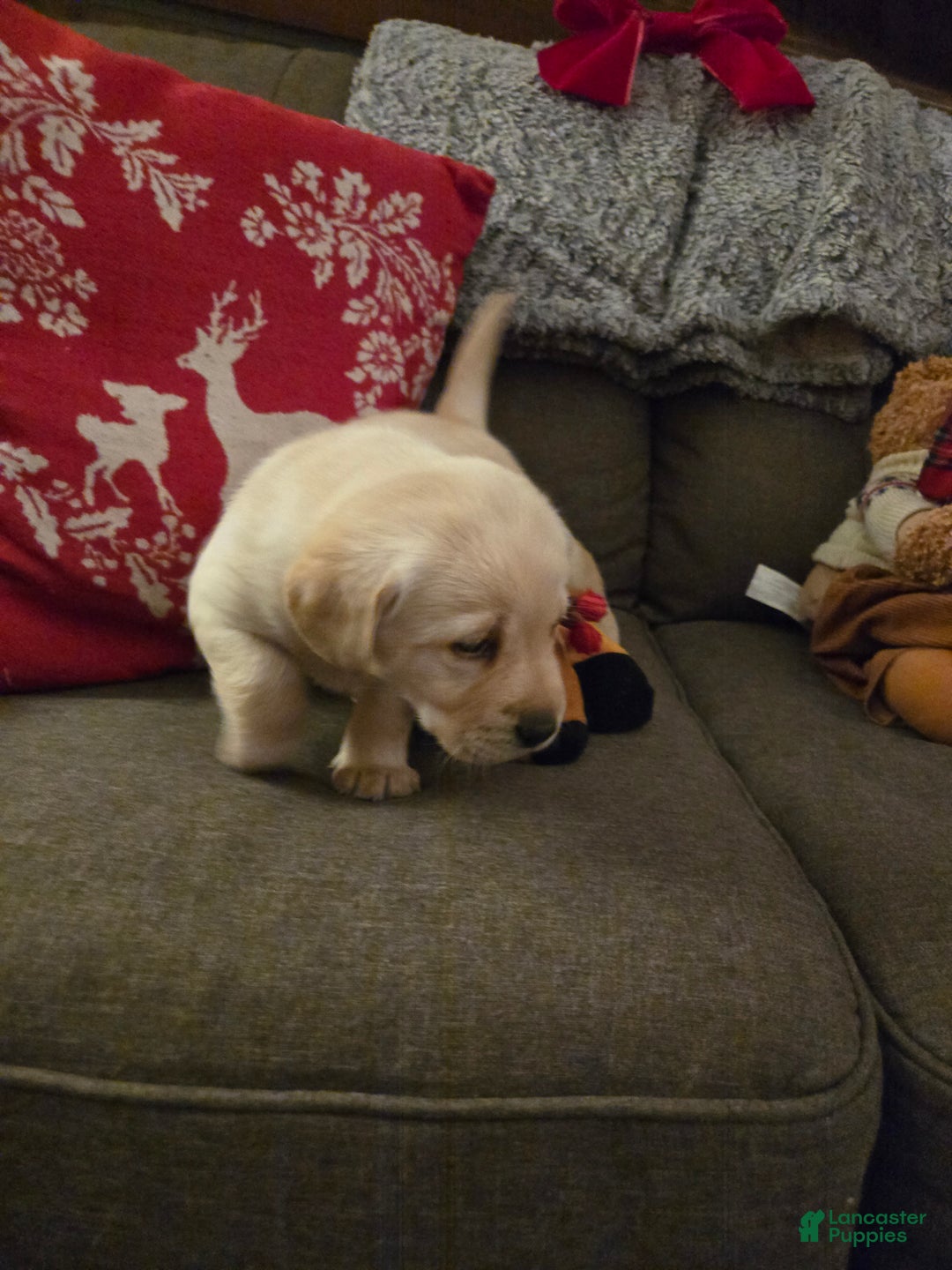 Labrador Retriever dogs for sale: Labrador Retriever Puppy 3 - Ad 5