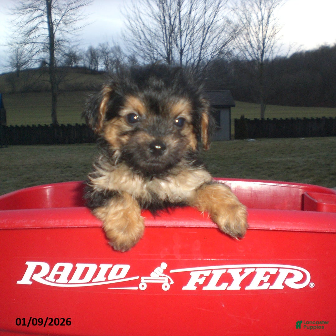 Yorkiepoo dogs for sale: Theo - Ad 1