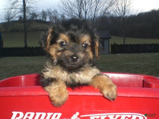 Yorkiepoo dogs Theo - Ad 20