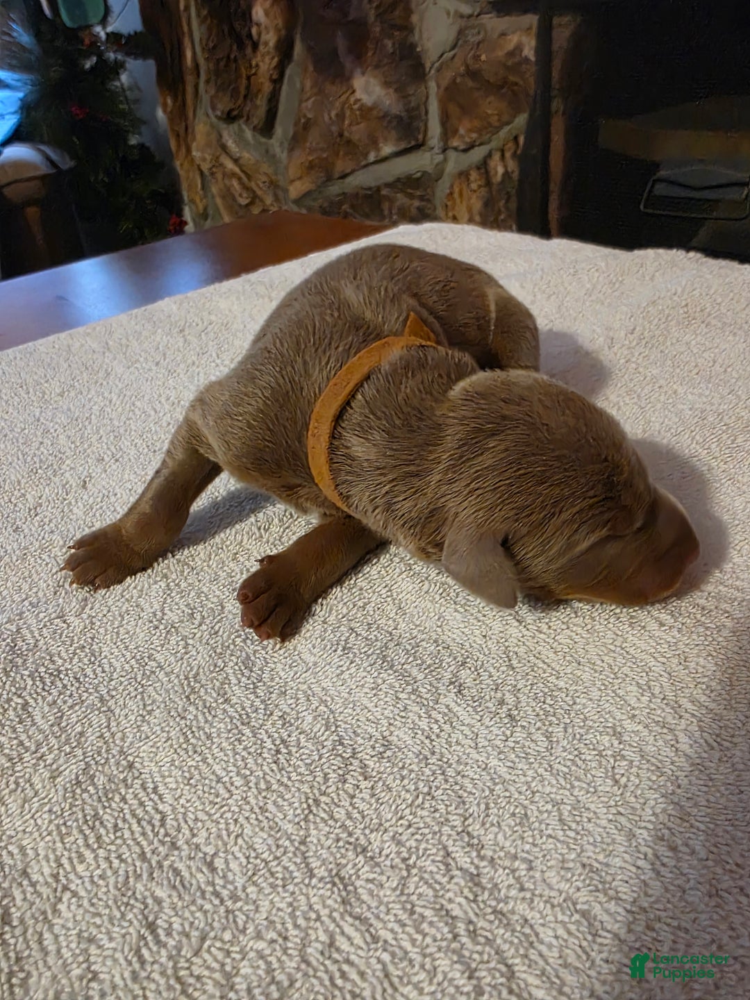 Doberman Pinscher dogs for sale: Doberman Pinscher Puppy 6 - Ad 2