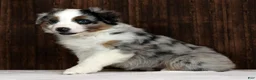 Miniature Australian Shepherd dogs for sale: Blue Bell - Ad 8