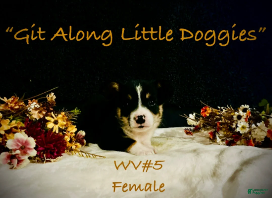 Welsh Corgi Pembroke dogs for sale: WV#4 - Ad 4