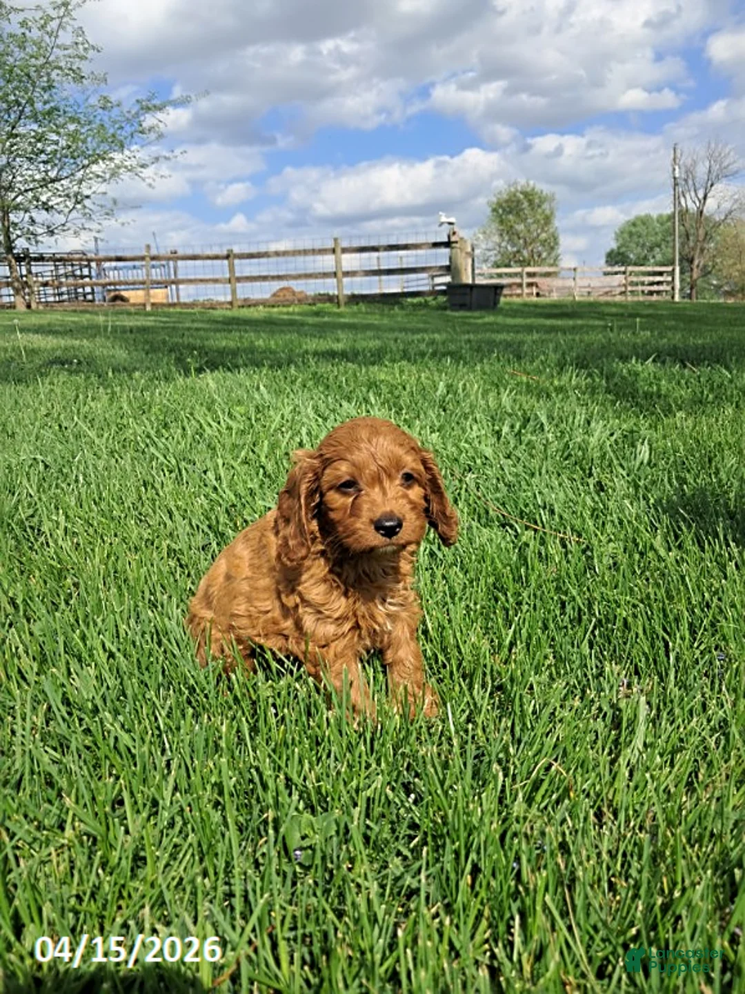 Cavapoo dogs for sale: Kalie - Ad 5