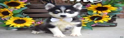 Pomsky dogs for sale: Piper - Ad 4