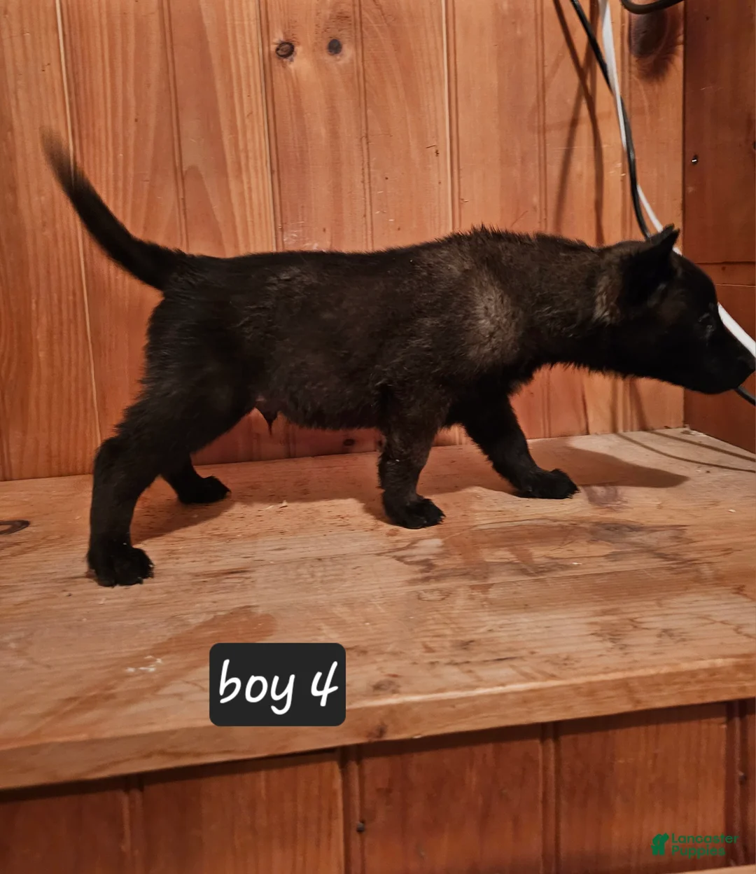 Belgian Malinois dogs for sale: Belgian Malinois Puppy 4 - Ad 4