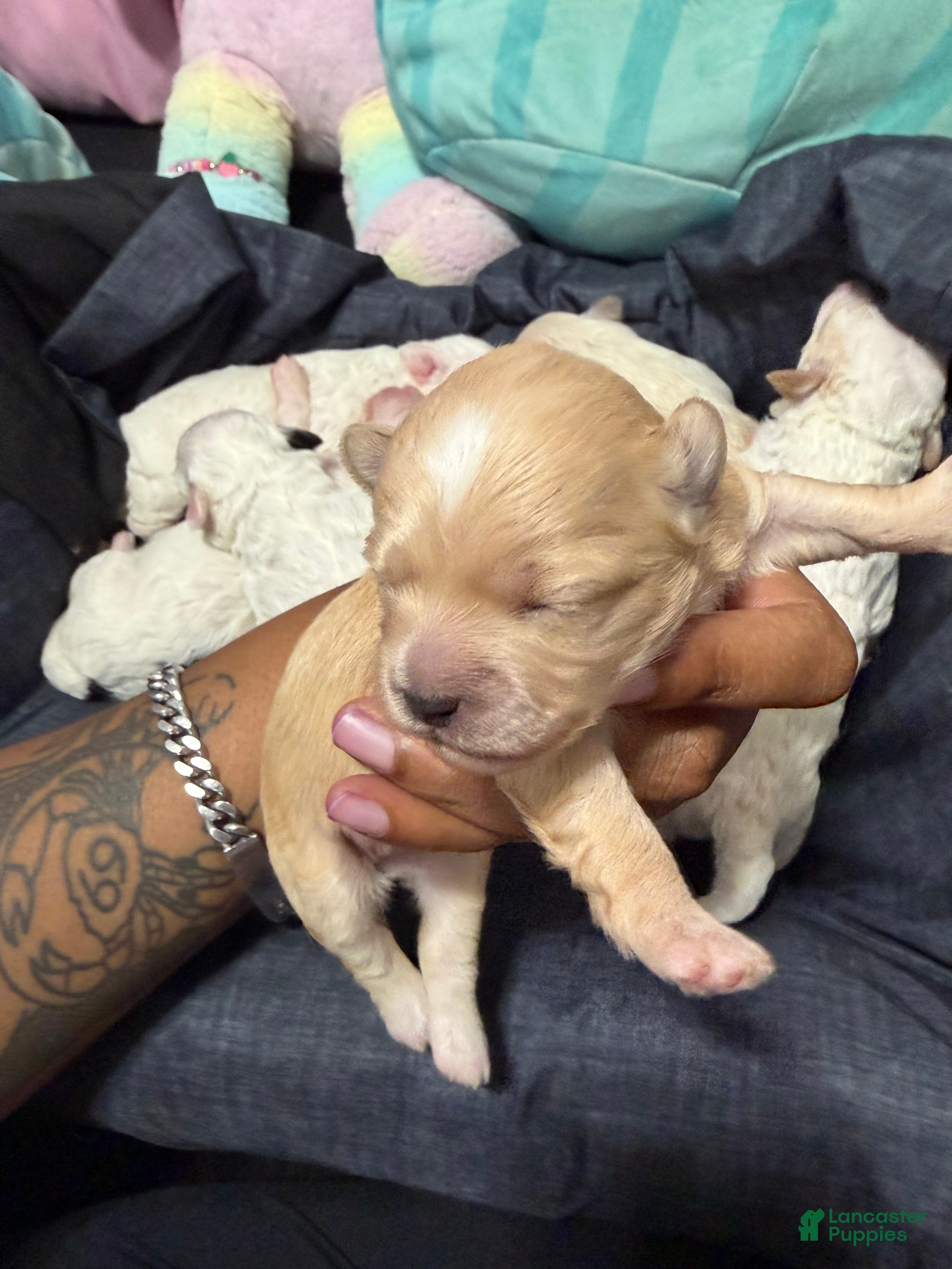 Mixed Breed dogs Mixed Breed 3 - Ad 15