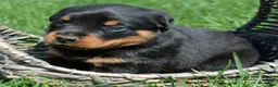 Rottweiler dogs for sale: Baxter Rottweiler 2 - Ad 2