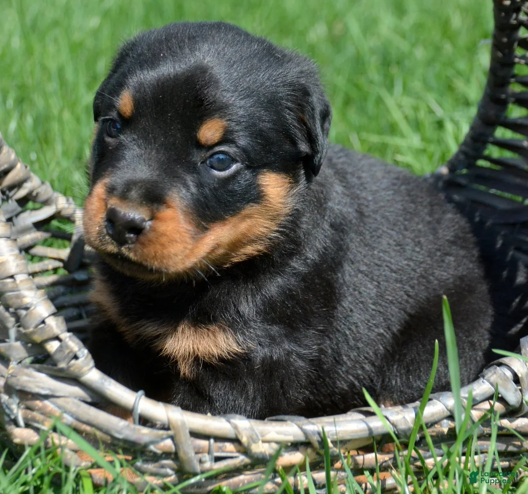 Rottweiler dogs for sale: Baxter Rottweiler 2 - Ad 2