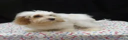 Shihpoo dogs for sale: Jacky  - Ad 3