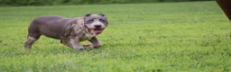 American Bully dogs for sale: Iris - Ad 7