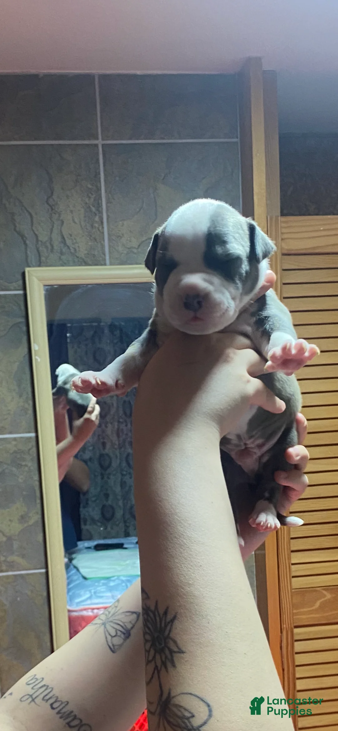 American Bully dogs for sale: Dutch - Ad 1