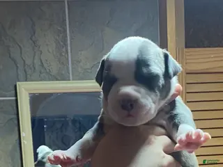 American Bully dogs Dutch - Ad 2