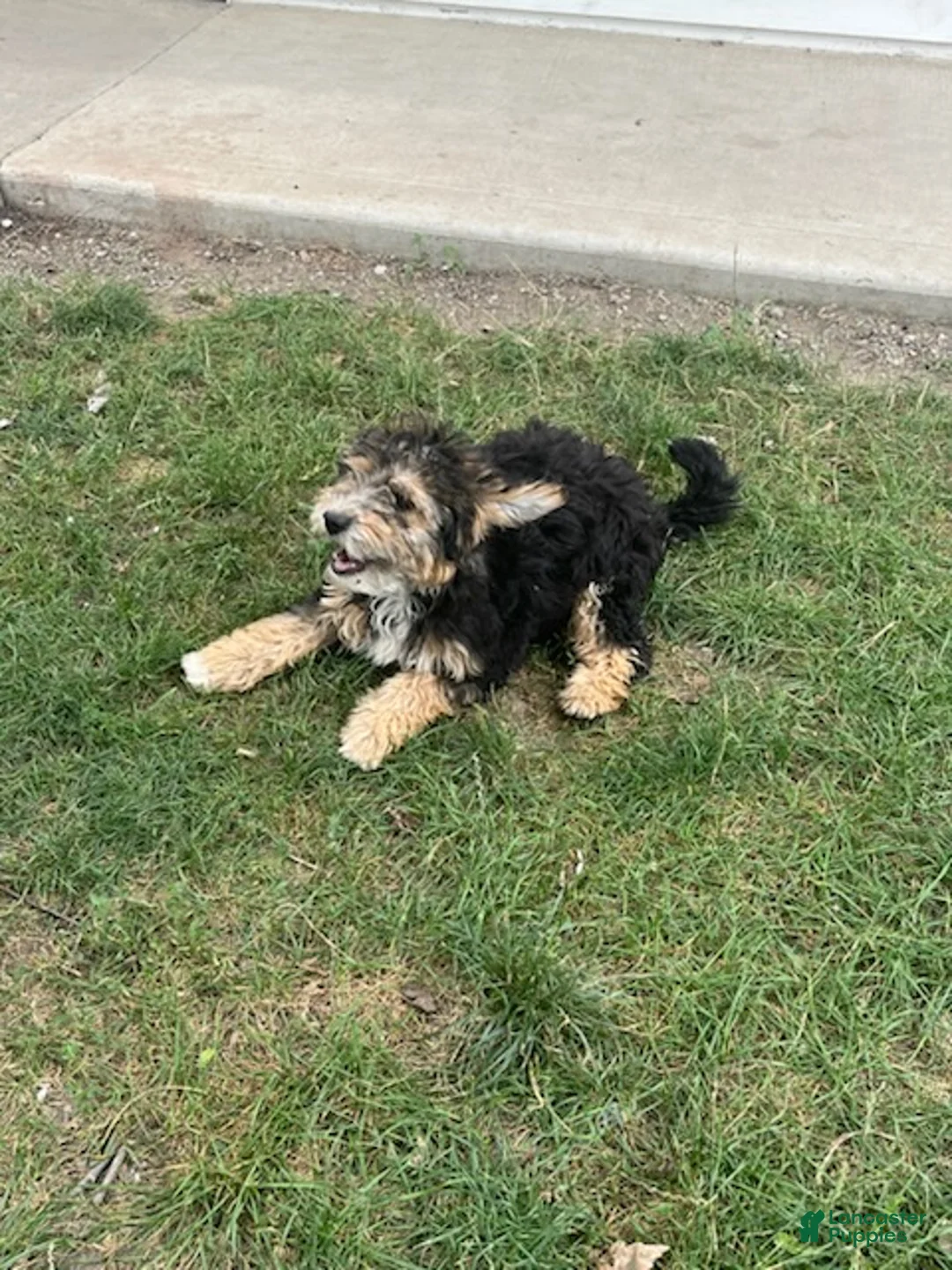 Aussiedoodle dogs for sale: Zoe - Ad 1