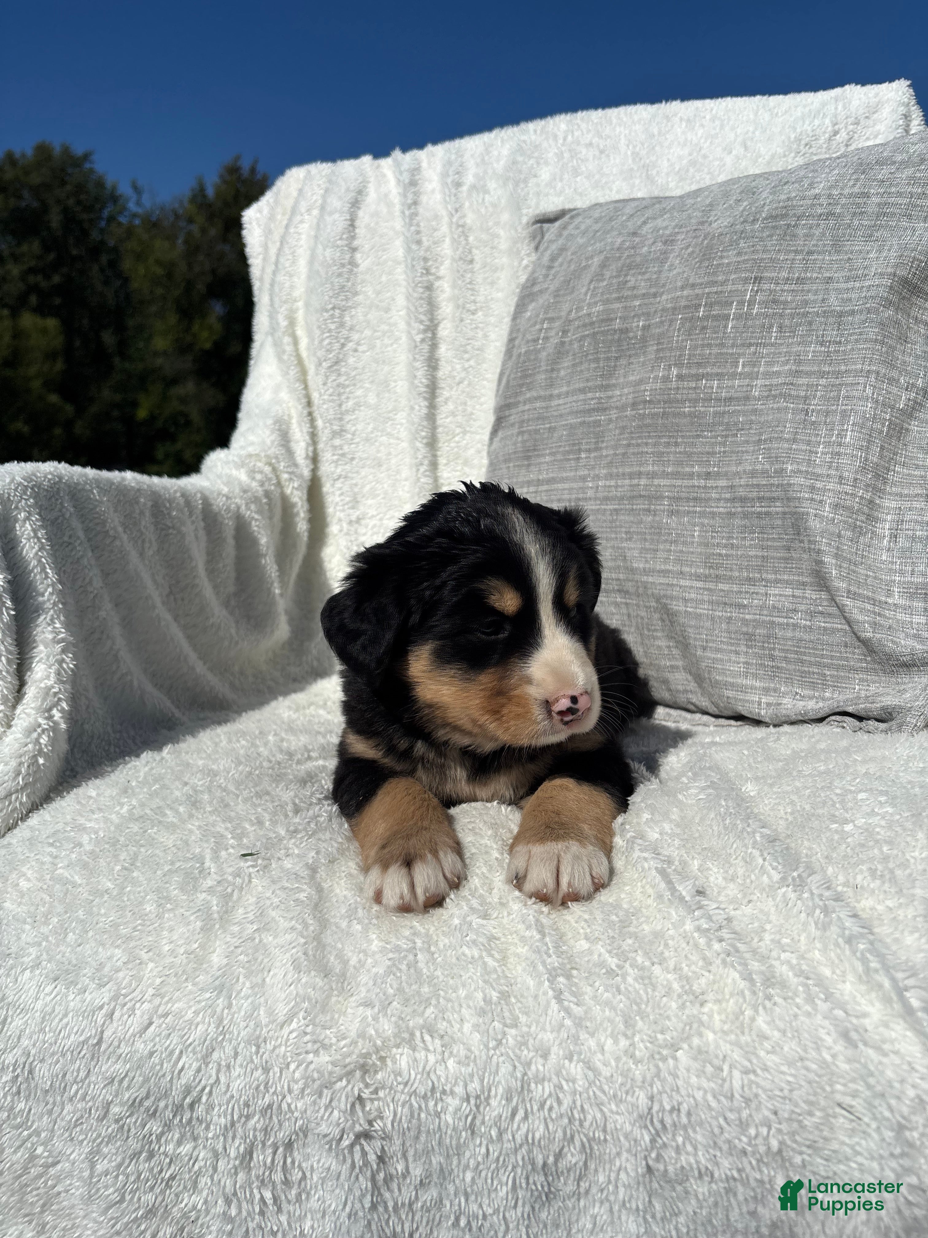 Mixed Breed dogs Mixed Breed 6 - Ad 2