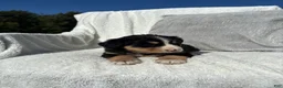 Mixed Breed dogs for sale: Mixed Breed 6 - Ad 2