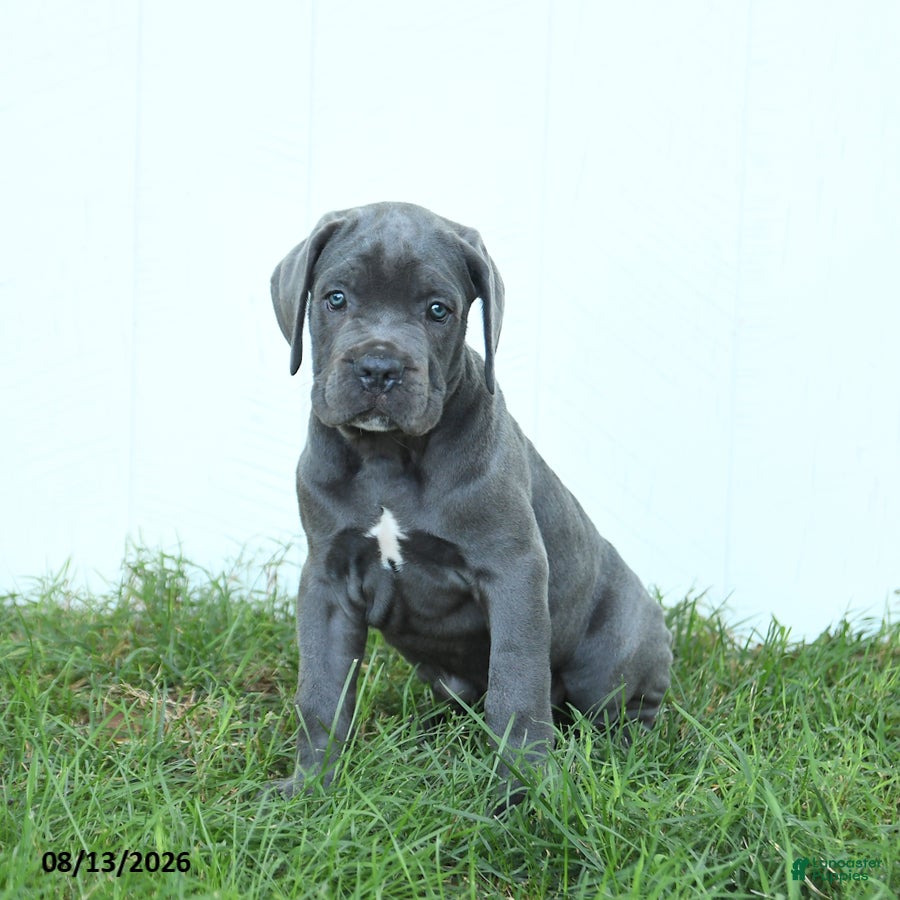 Cane Corso dogs River - Ad 1